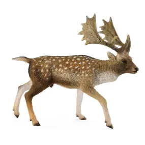 Fallow Deer Male